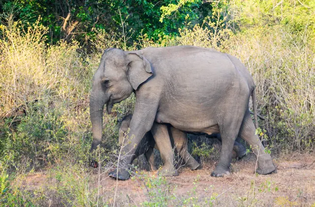Éléphants sauvages au parc national d’Udawalawe